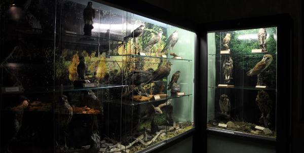 Animals on display at the Pietralunga Ornithological Museum. Birds and native mammals