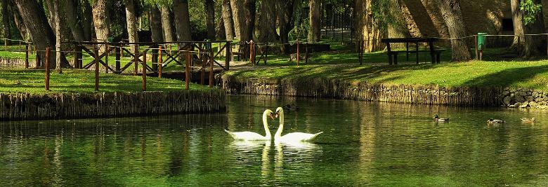 Immagine: Clitunno Springs with two white swans in the centre, weeping willows, green meadows and a fence in the background 